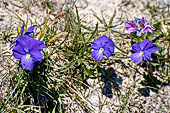 Parco del Monte Avic (Val d'Aosta). Viola farfalla.